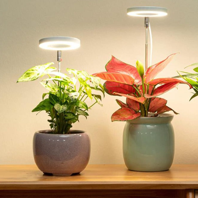 GROWTH LIGHTING FOR INDOOR PLANT